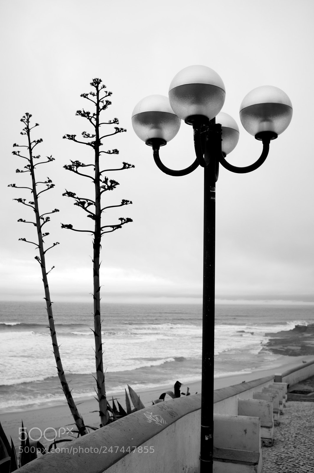 Fujifilm FinePix X100 sample photo. Trees & lamp post photography