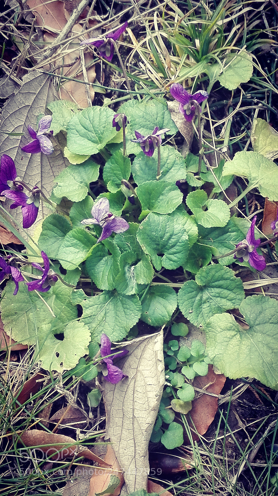 HUAWEI P8 Lite sample photo. Violets photography