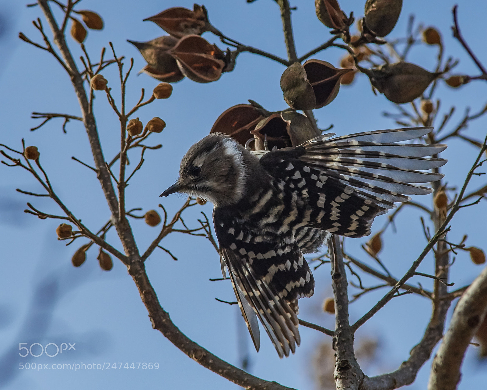 Nikon D500 sample photo. Japanese pygmy woodpecker photography