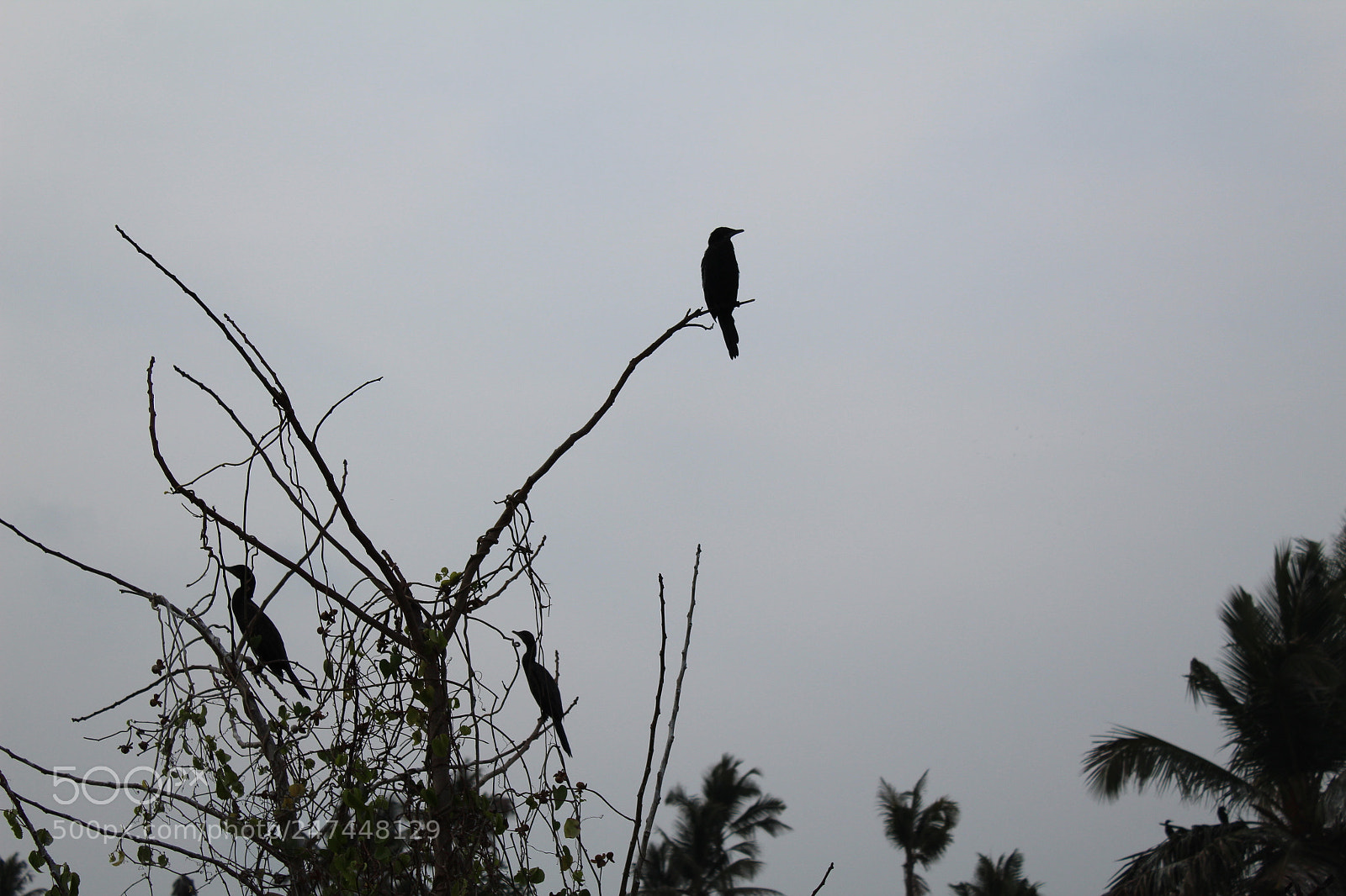 Canon EOS 1300D (EOS Rebel T6 / EOS Kiss X80) sample photo. Img photography