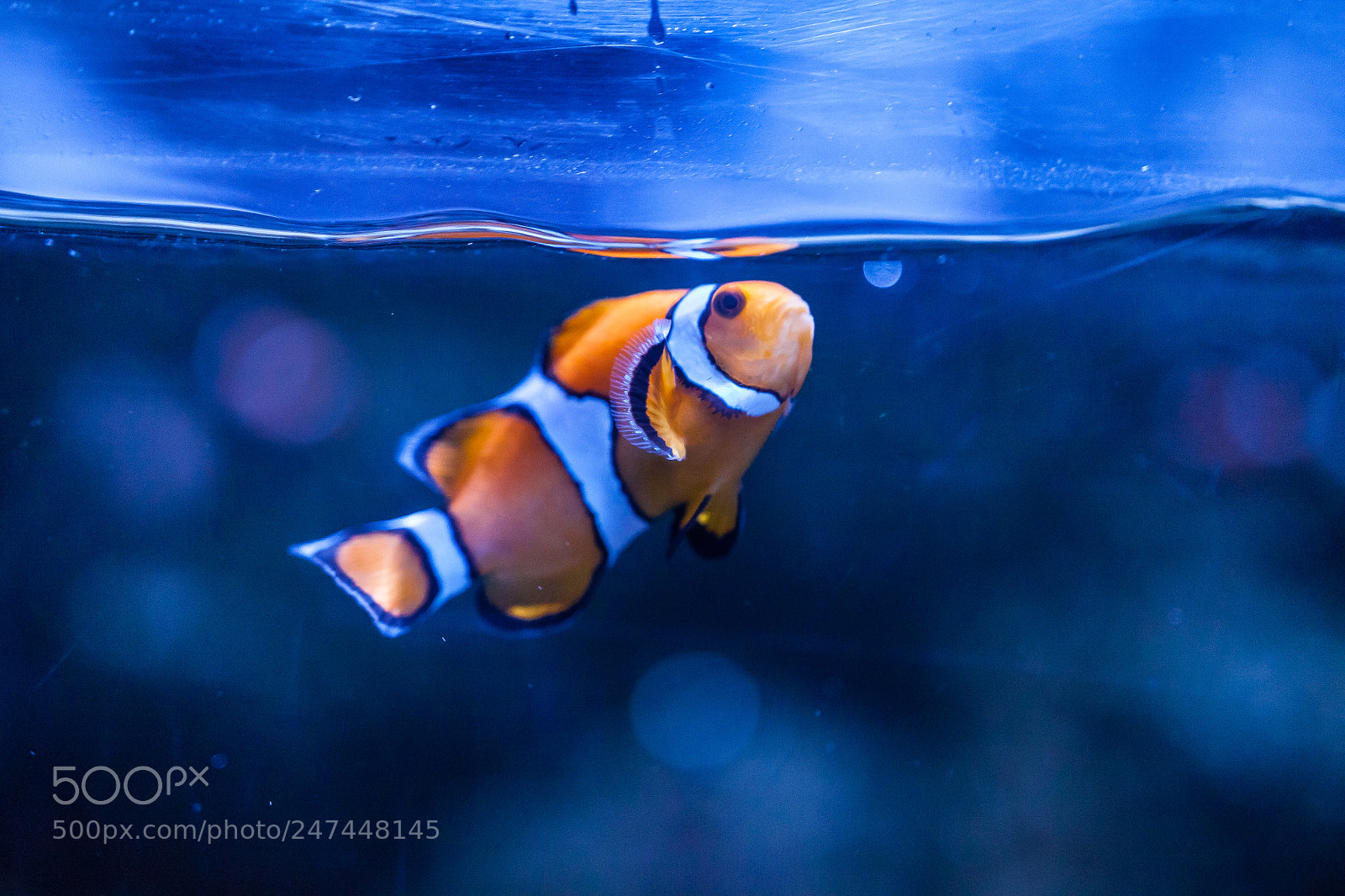 Canon EOS 500D (EOS Rebel T1i / EOS Kiss X3) sample photo. Clownfish photography