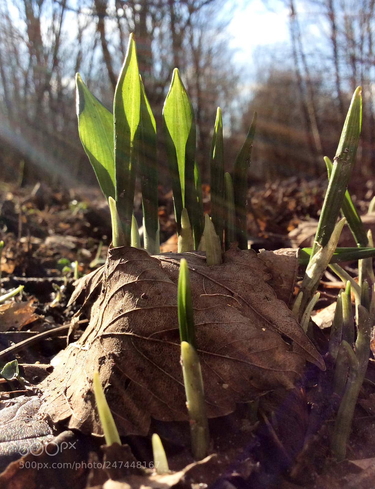 Apple iPad mini 2 sample photo. Going through the leaves. photography