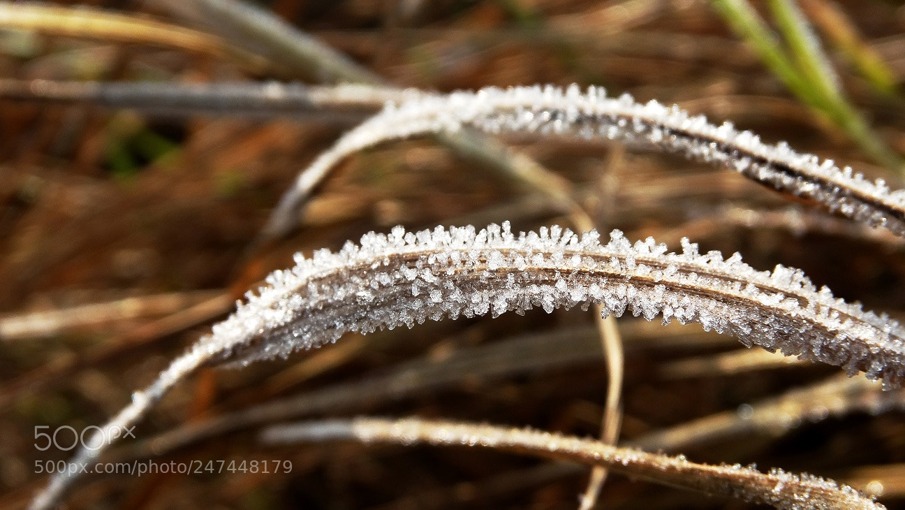 Sony Cyber-shot DSC-HX300 sample photo. 1.jpg photography