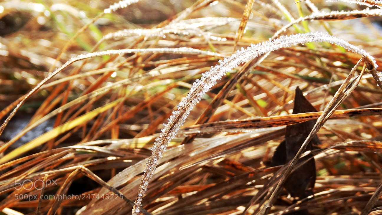 Sony Cyber-shot DSC-HX300 sample photo. 3.jpg photography