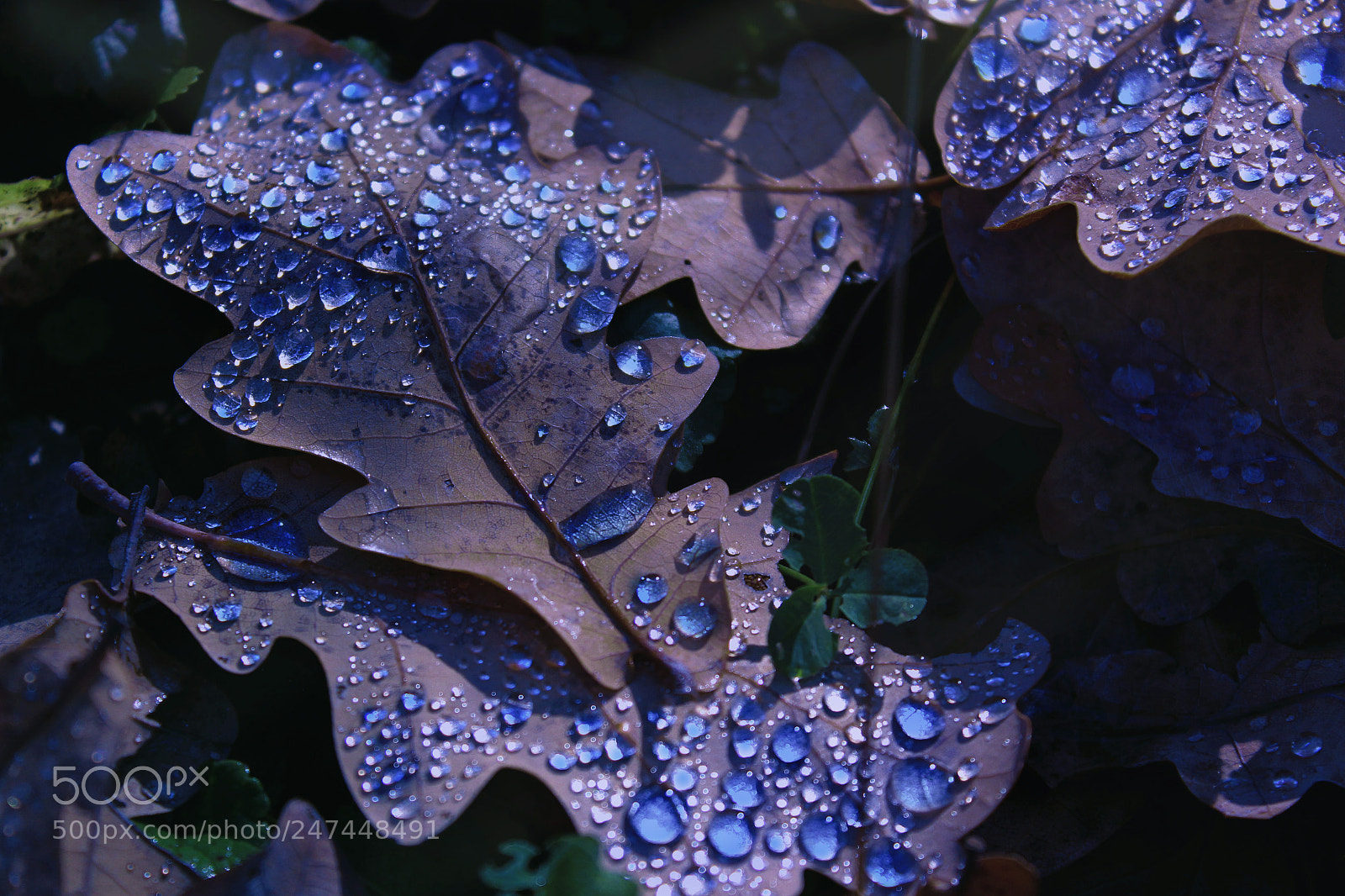 Canon EOS 650D (EOS Rebel T4i / EOS Kiss X6i) sample photo. The pure magic photography