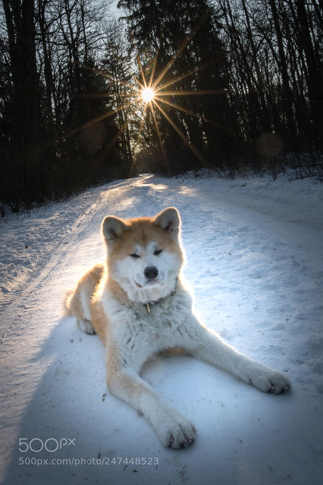 Nikon D850 sample photo. Akita winter series photography
