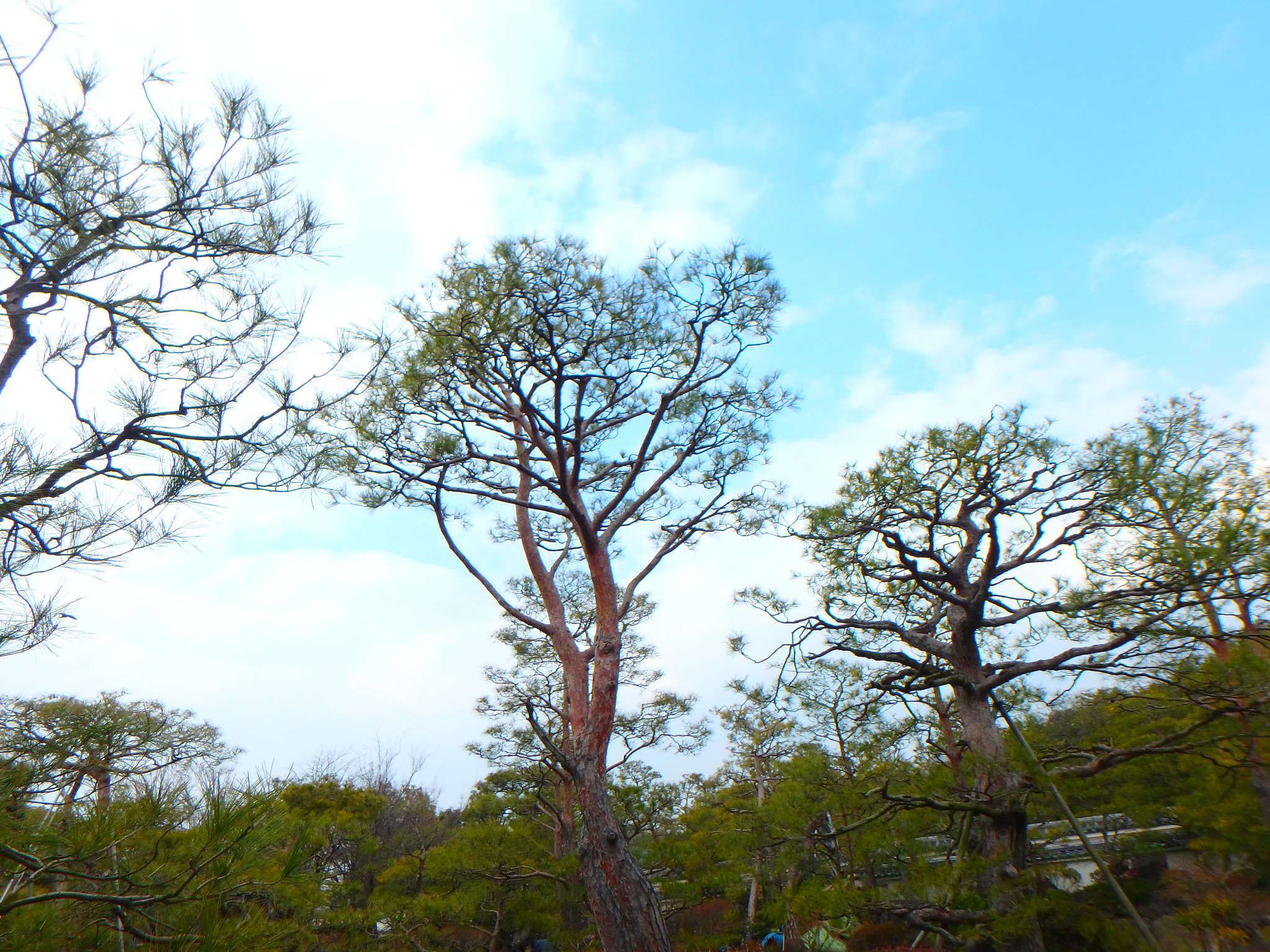 Olympus TG-870 sample photo. Sky and tree photography