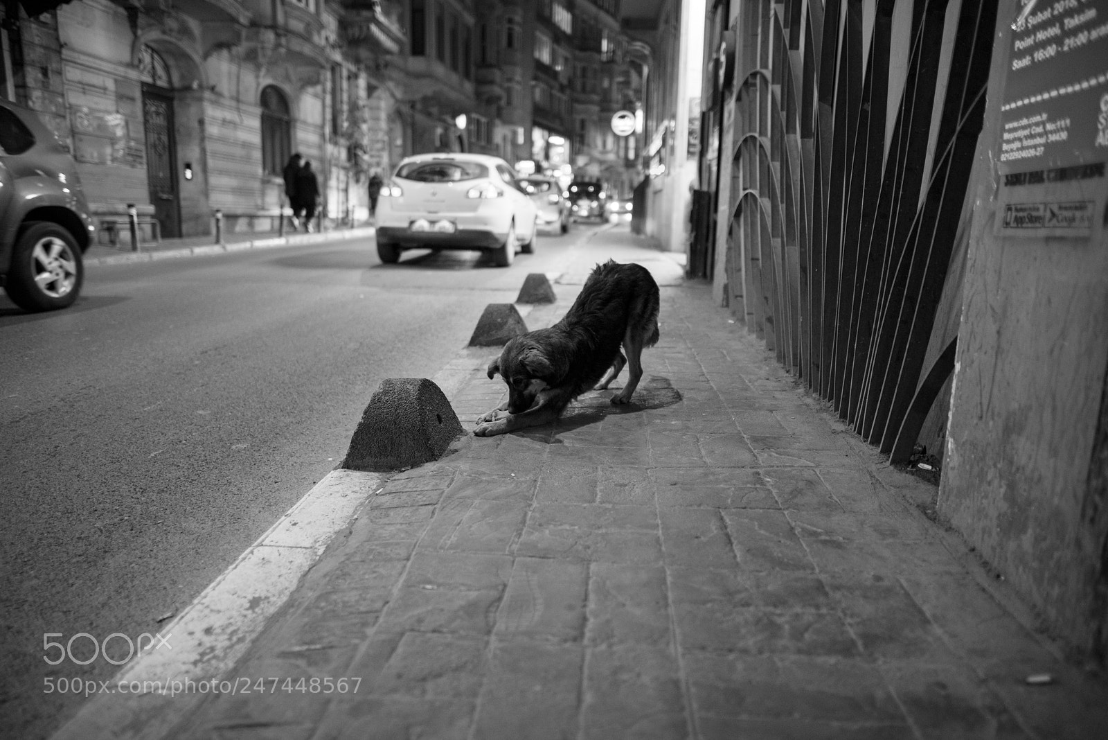 Nikon D800 sample photo. Stray dog photography