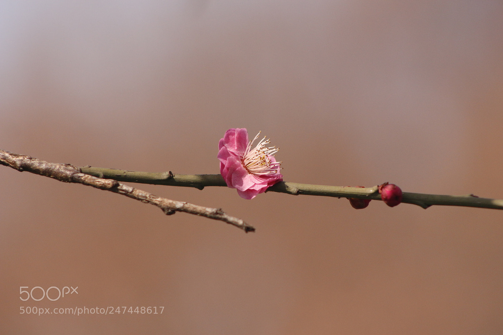 Canon EOS 700D (EOS Rebel T5i / EOS Kiss X7i) sample photo. Untitled photography