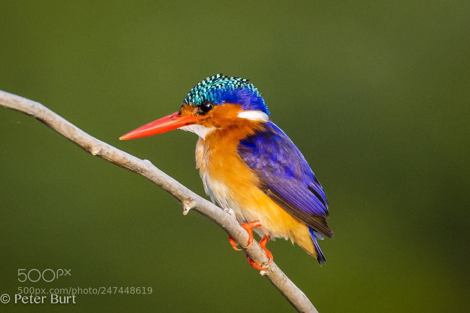 Canon EOS 5DS R sample photo. Lake baringo kingfisher photography