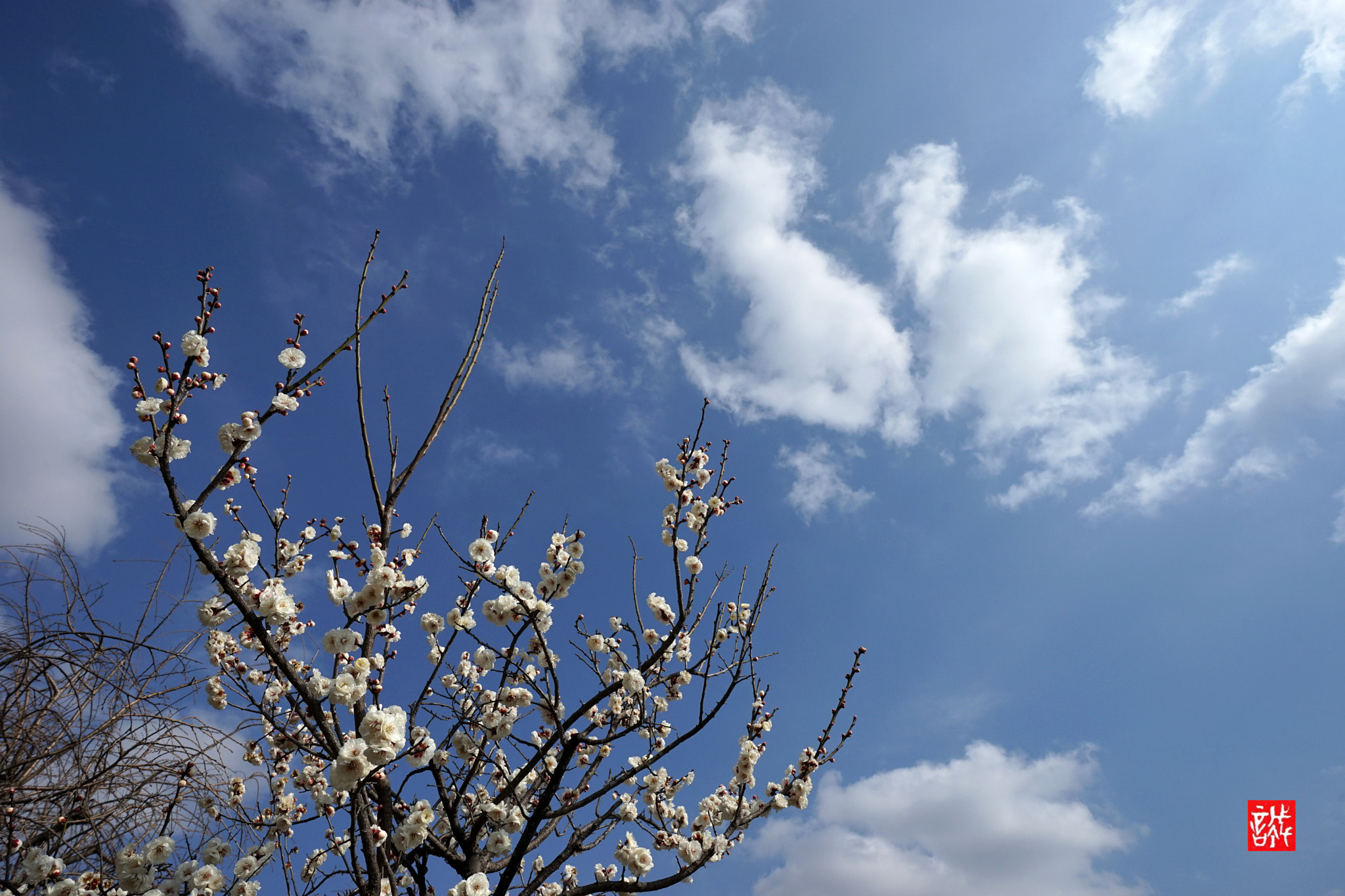 Sony a7 II + Sigma 19mm F2.8 EX DN sample photo. Plum and blue sky photography