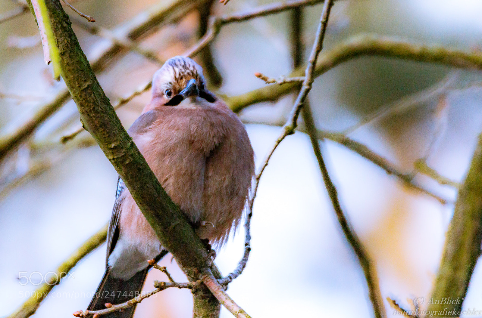 Canon EOS 7D Mark II sample photo. Grrr kalt photography