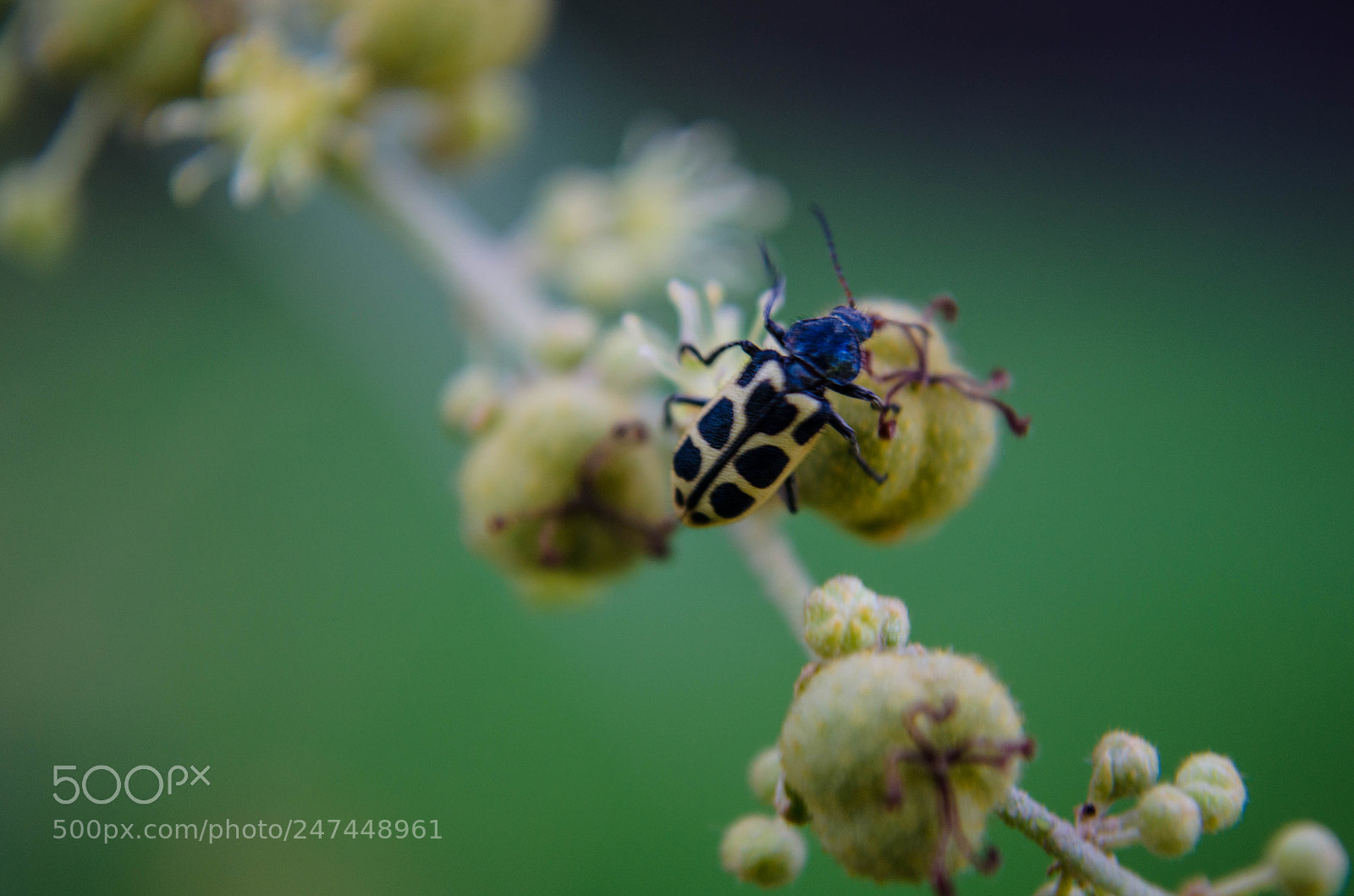 Nikon D5100 sample photo. Amarelo photography