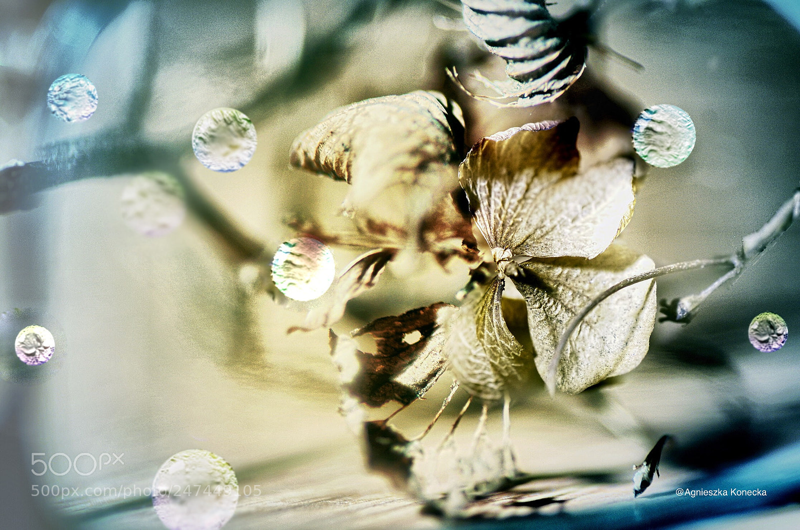 Pentax K-50 sample photo. Bubble photography