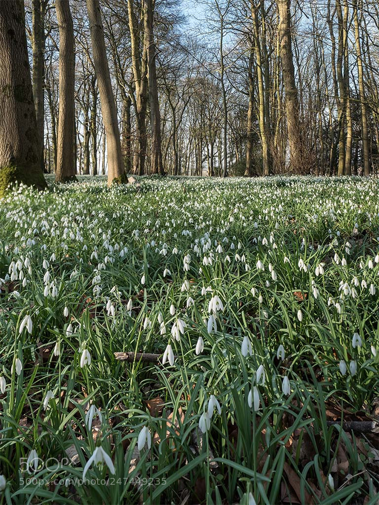Olympus OM-D E-M5 II sample photo. Snowdrops at longstock photography