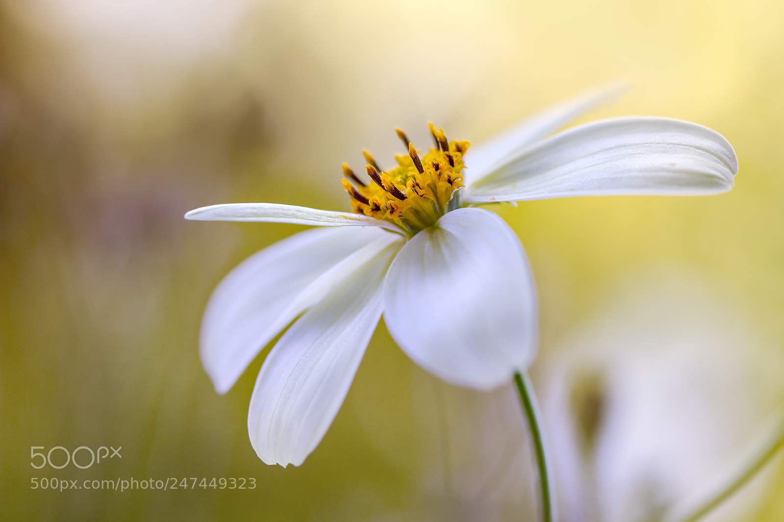 Canon EOS 7D sample photo. Cosmos photography