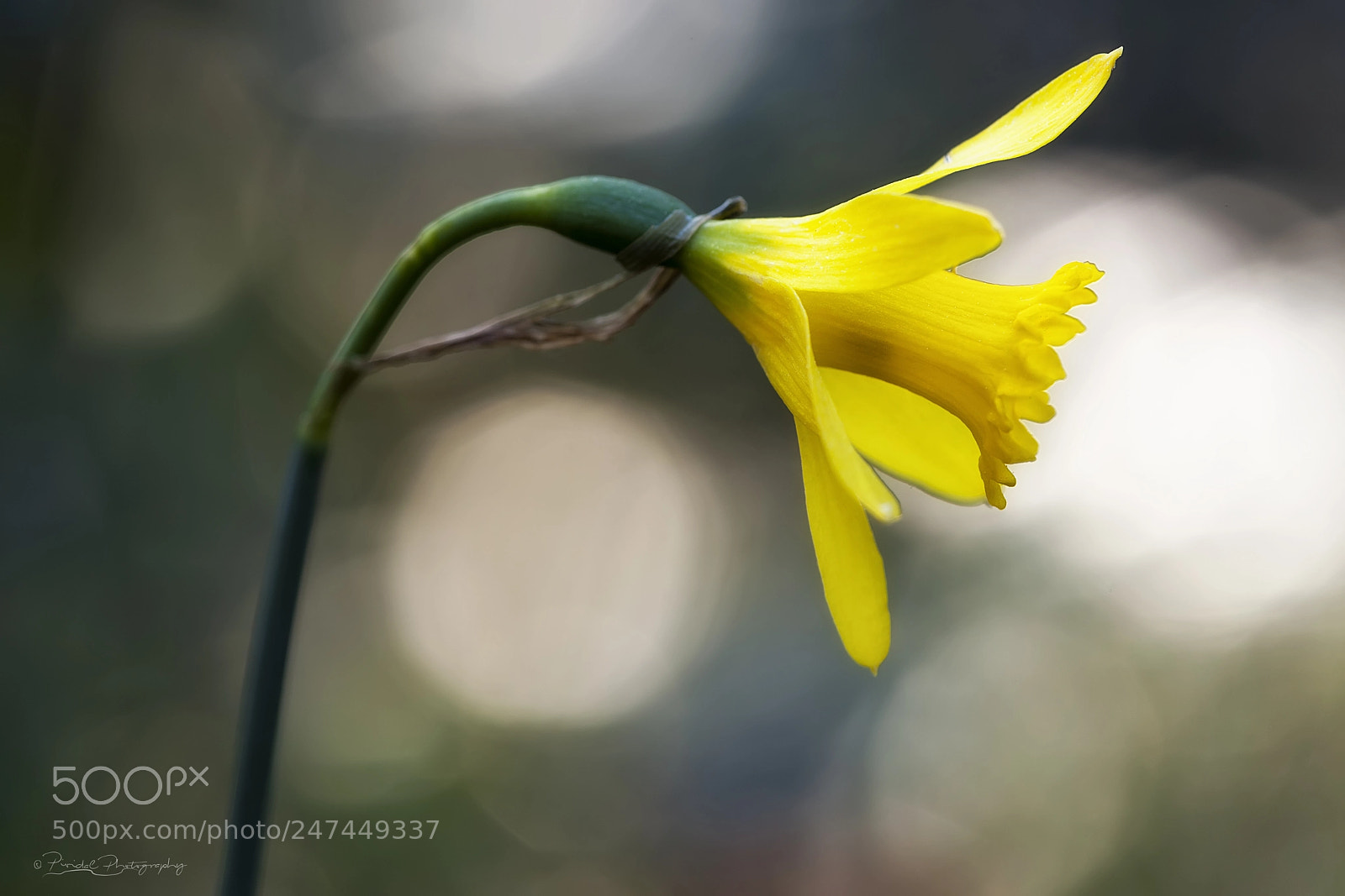 Canon EOS 5D Mark II sample photo. Narcissus time... photography