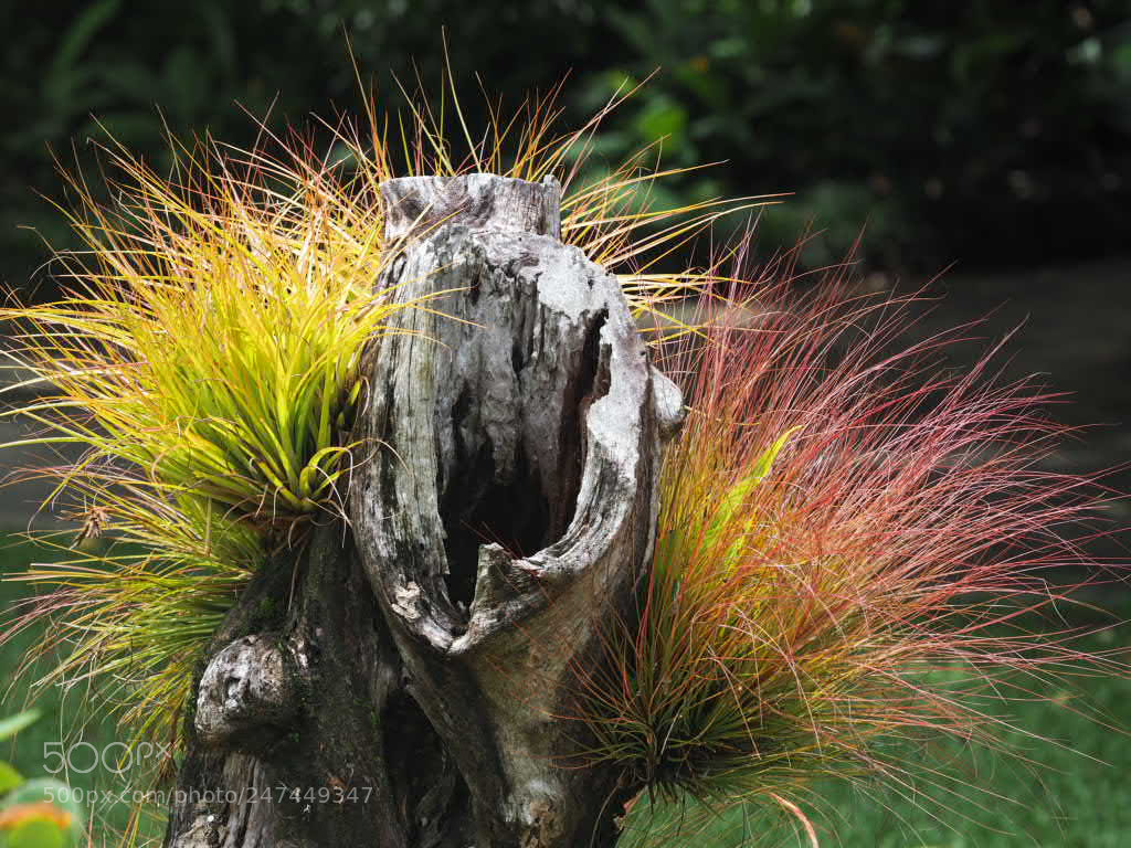 Olympus OM-D E-M10 sample photo. Grassy stump. photography