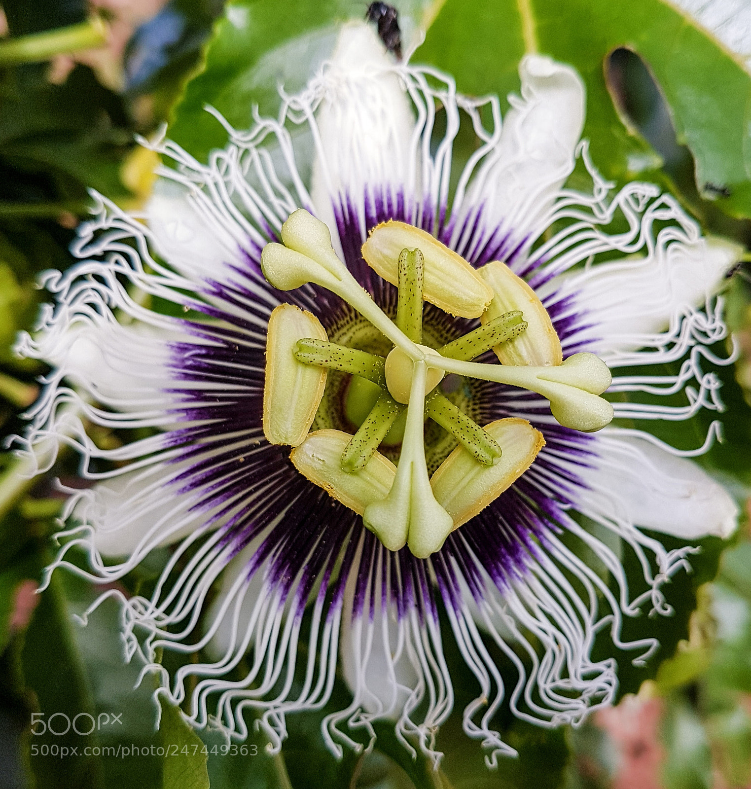 Samsung Galaxy S7 Edge sample photo. Passion flower photography