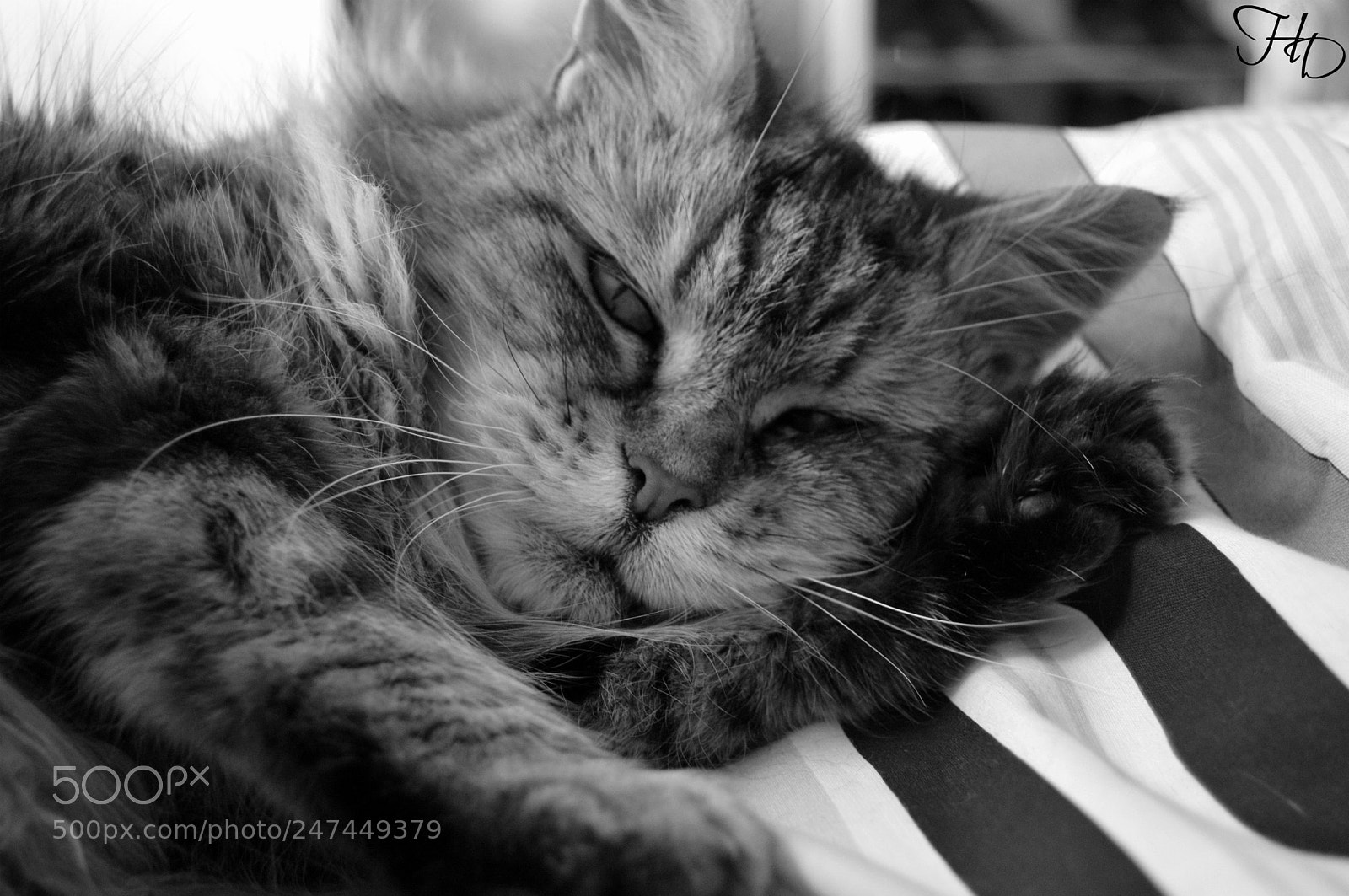 Nikon D3200 sample photo. Alis volat propriis photography