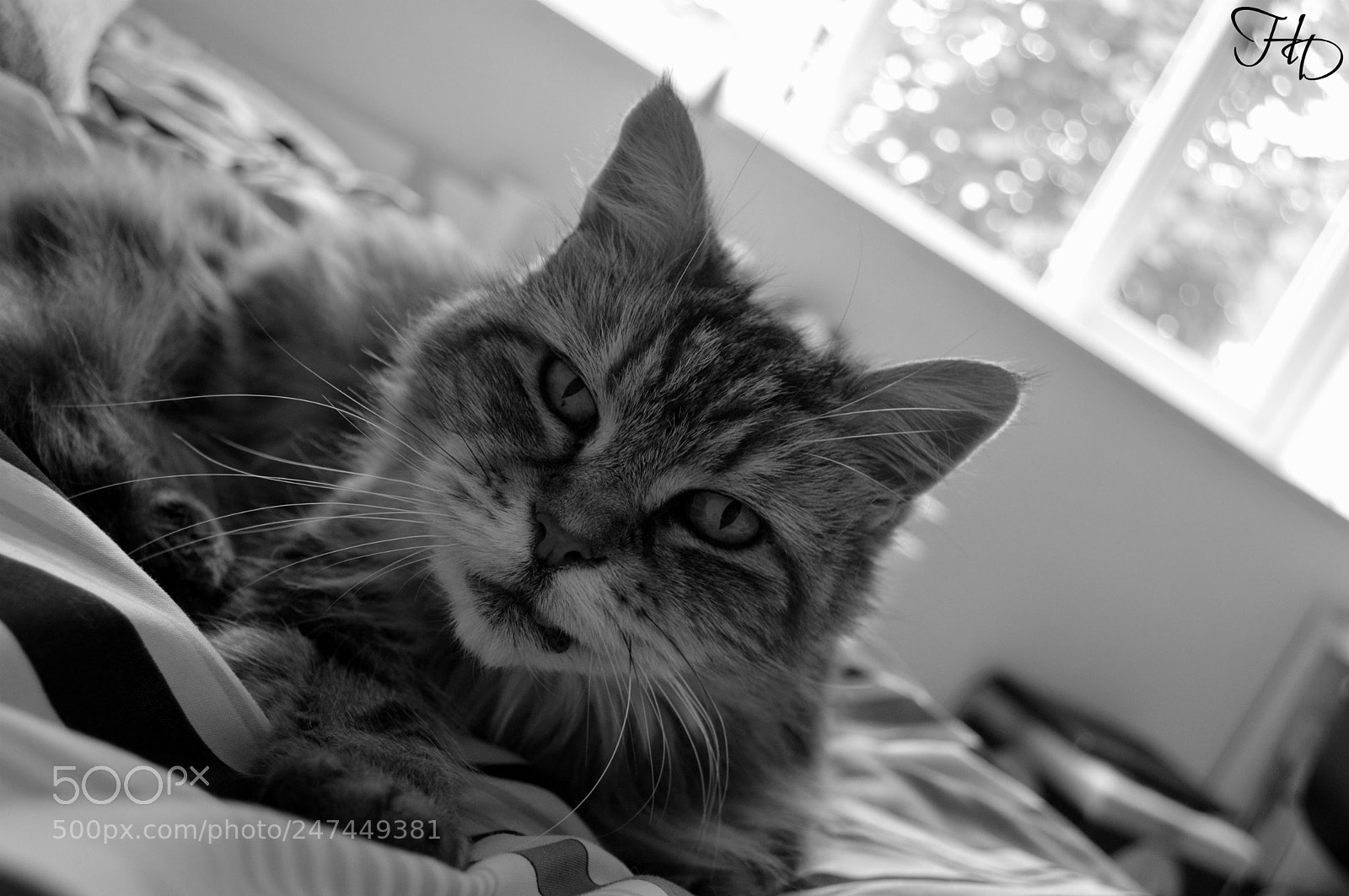Nikon D3200 sample photo. Semper ad meliora photography