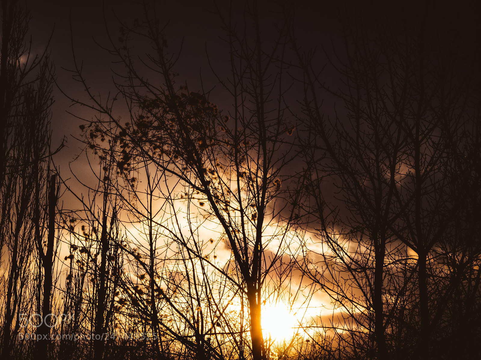 Olympus PEN E-PL5 sample photo. Tree silhouettes photography