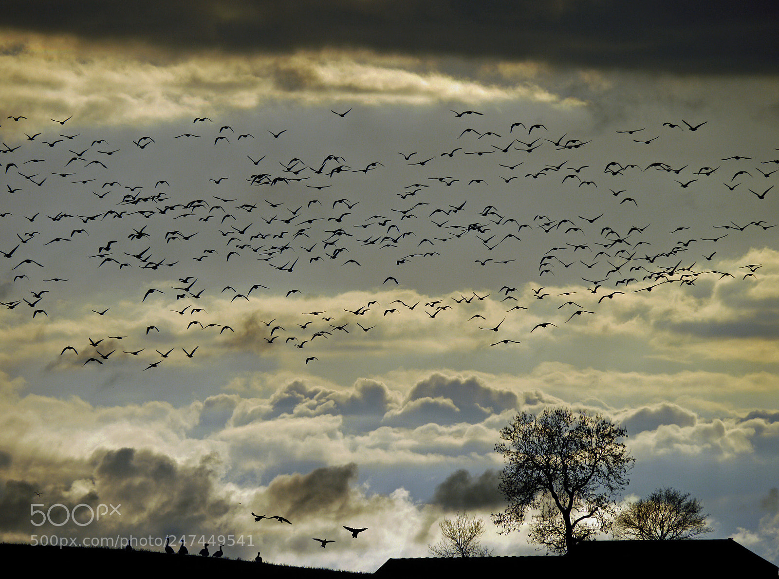 Panasonic Lumix DMC-G1 sample photo. Wild geese photography