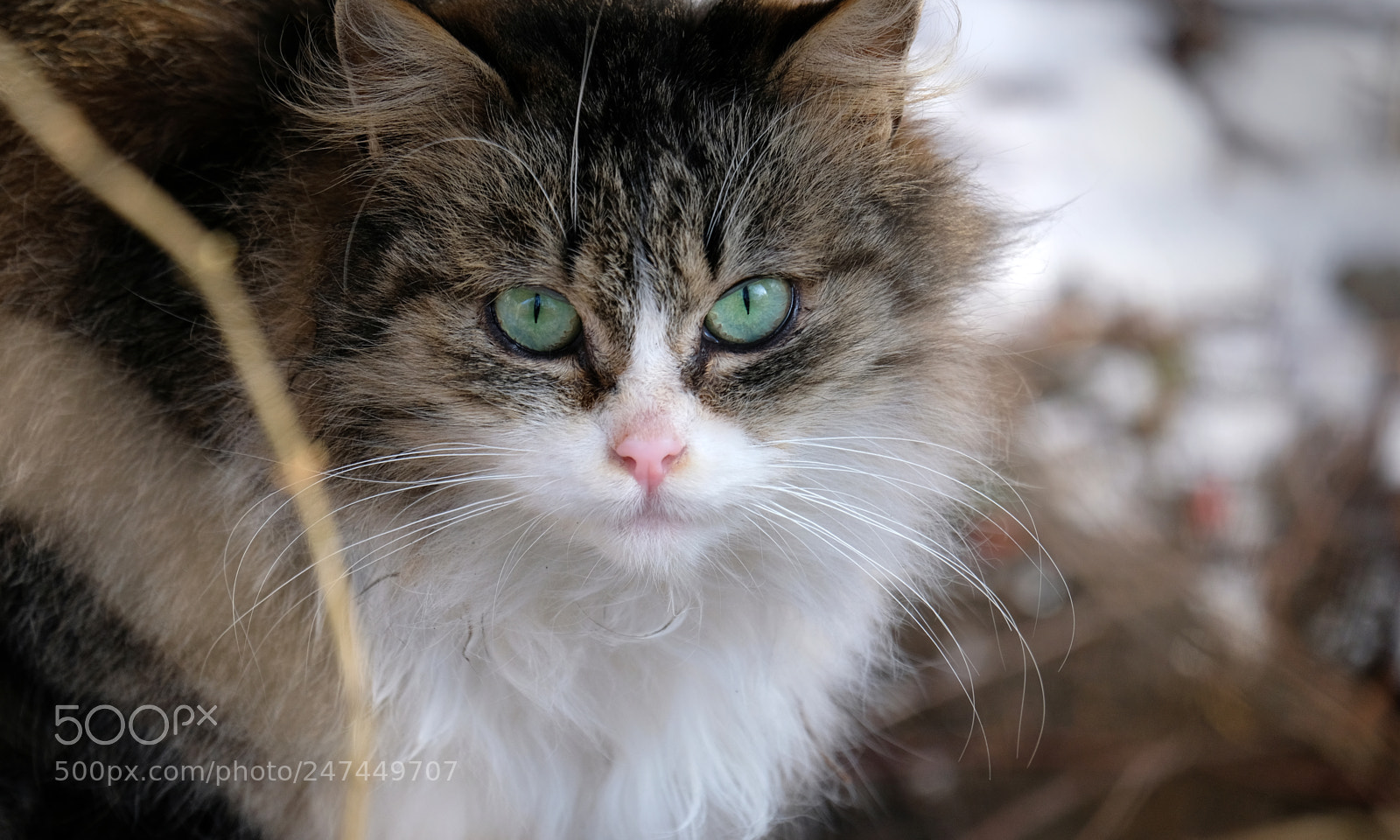 Fujifilm X-T20 sample photo. Local cat close-up photography