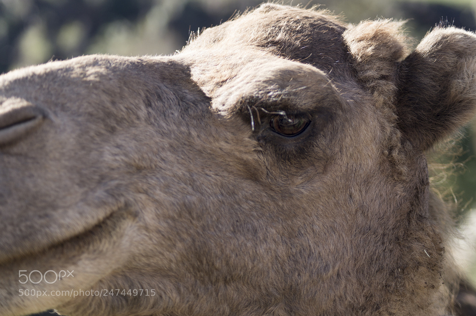 Sony SLT-A37 sample photo. Drome photography