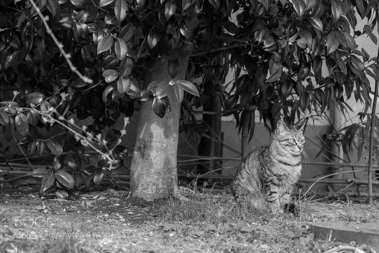 Nikon D810 sample photo. Cat photography