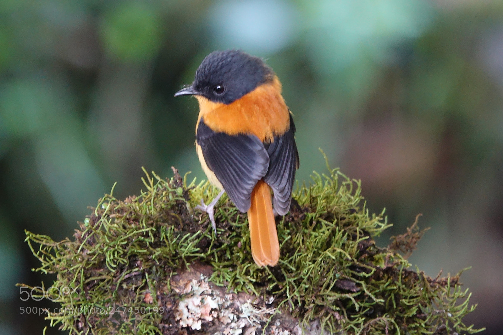 Sony Cyber-shot DSC-RX10 III sample photo. Black and orange flycatcher photography