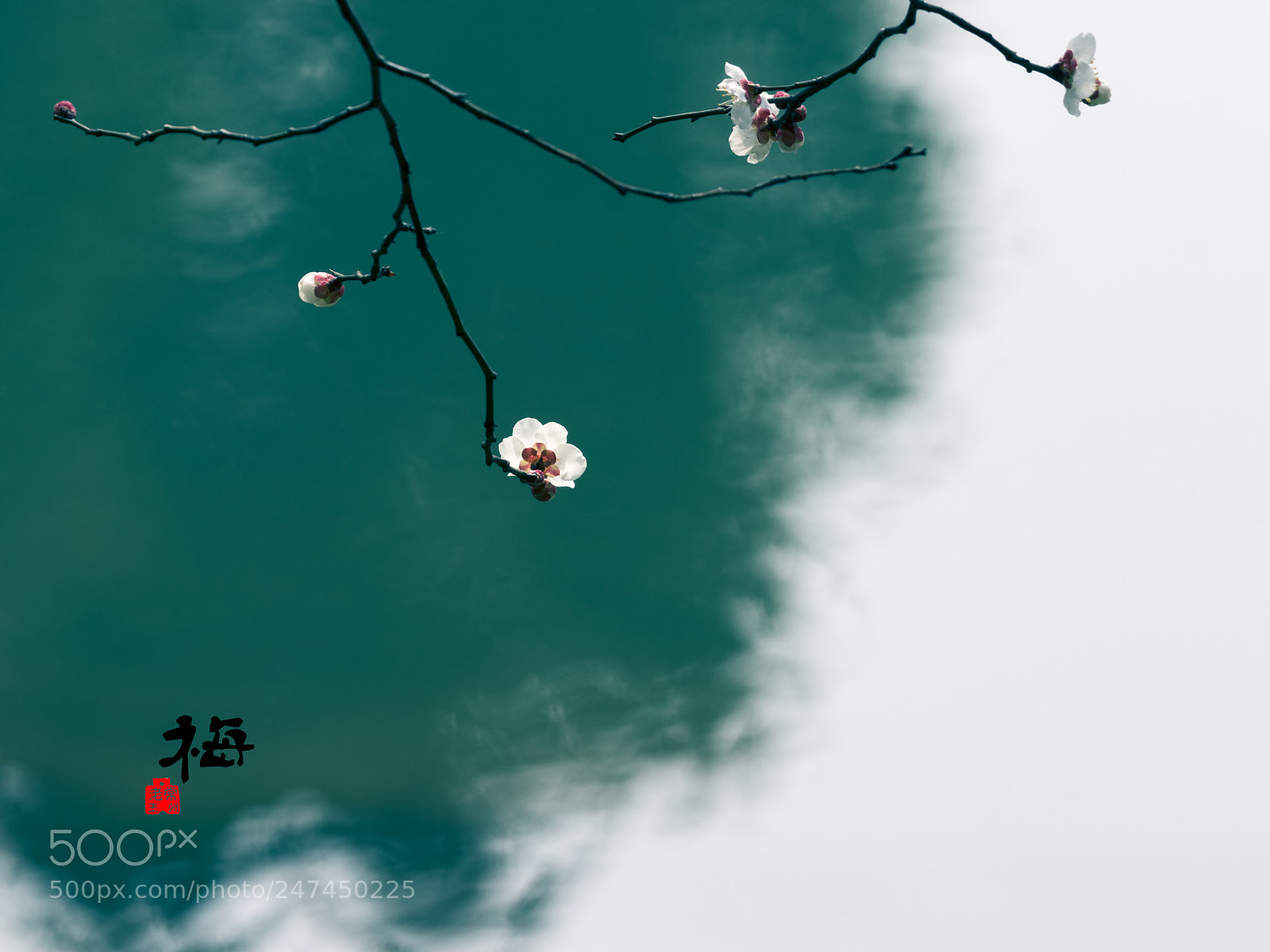 Canon EOS 80D sample photo. Plum2 photography