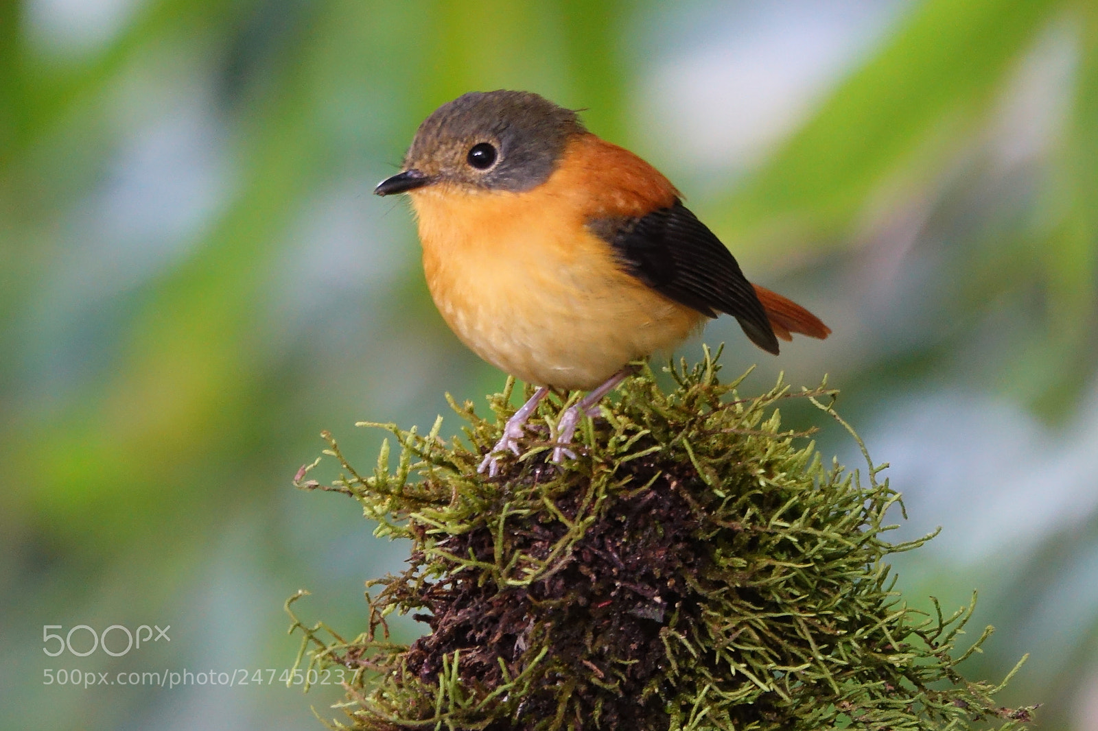 Sony Cyber-shot DSC-RX10 III sample photo. Black and orange flycatcher photography