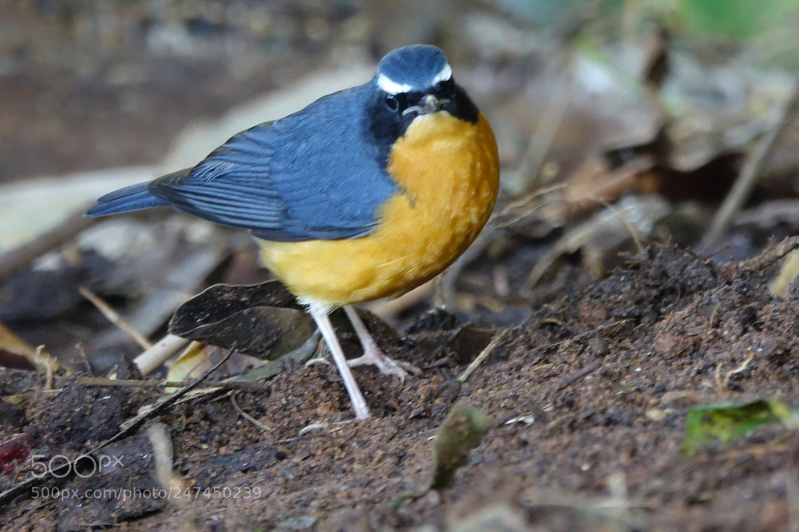 Sony Cyber-shot DSC-RX10 III sample photo. Indian blue robin photography