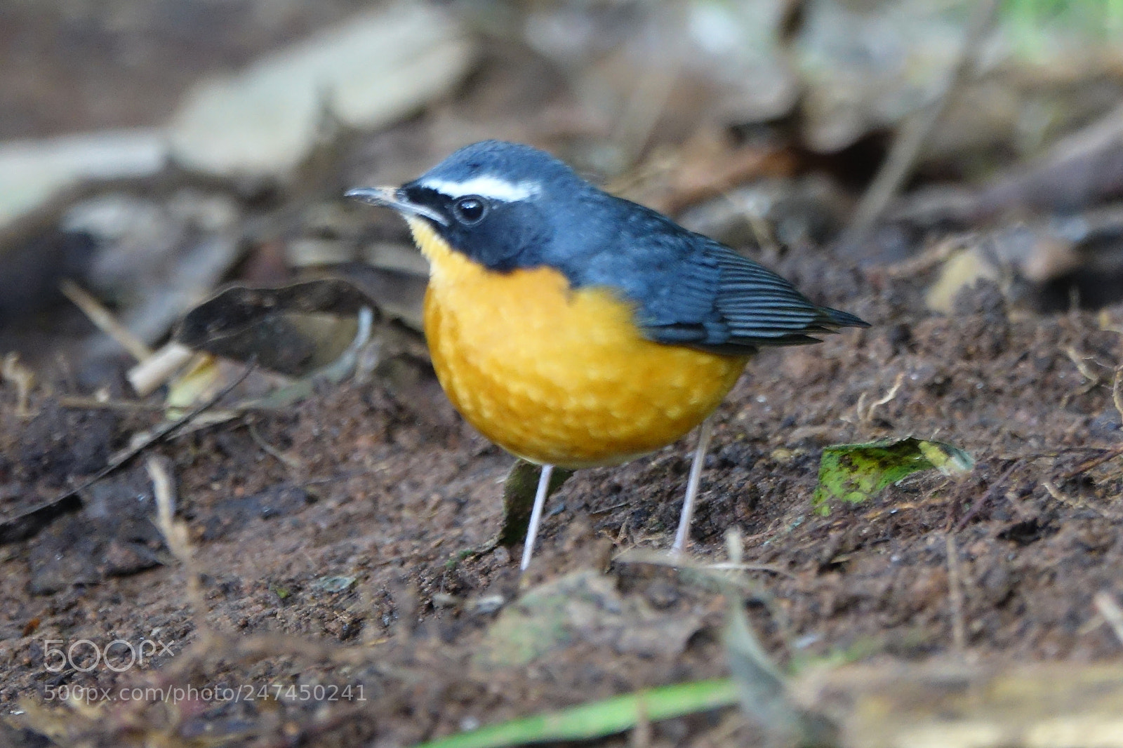 Sony Cyber-shot DSC-RX10 III sample photo. Indian blue robin photography