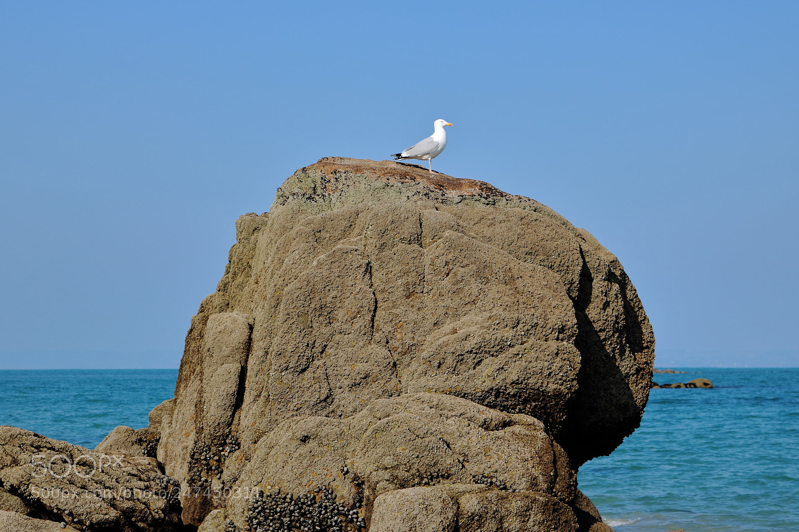 Canon EOS 750D (EOS Rebel T6i / EOS Kiss X8i) sample photo. Like a seagull on photography