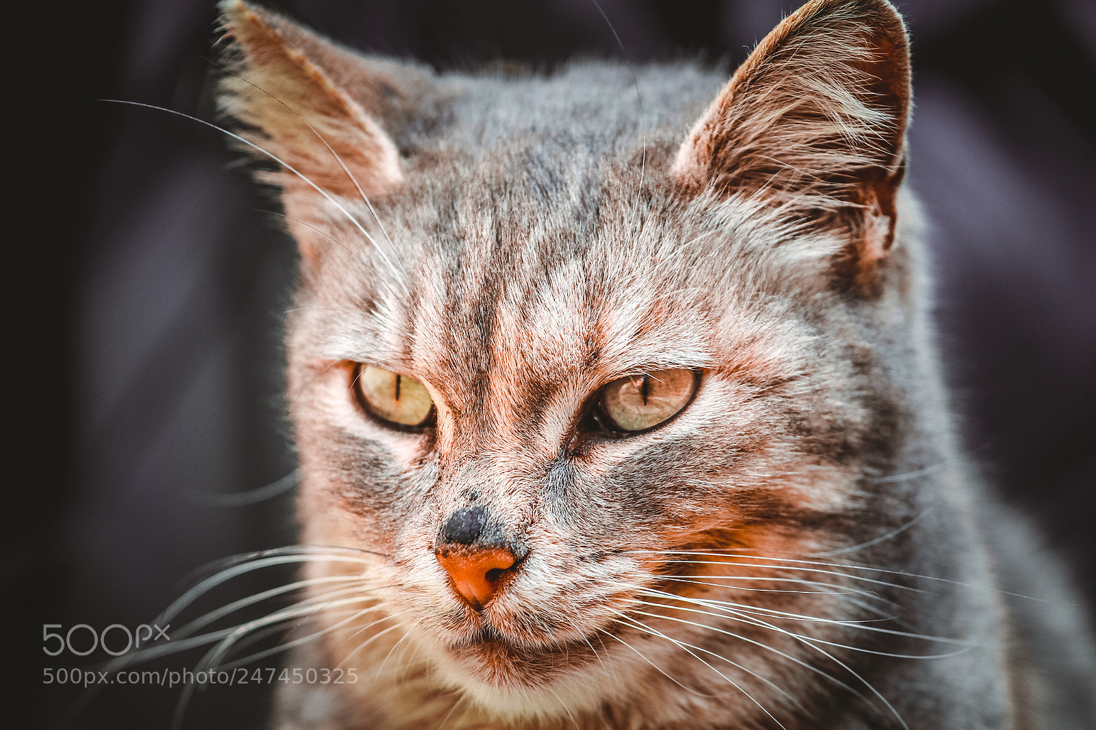 Canon EOS 7D sample photo. Cat2 photography