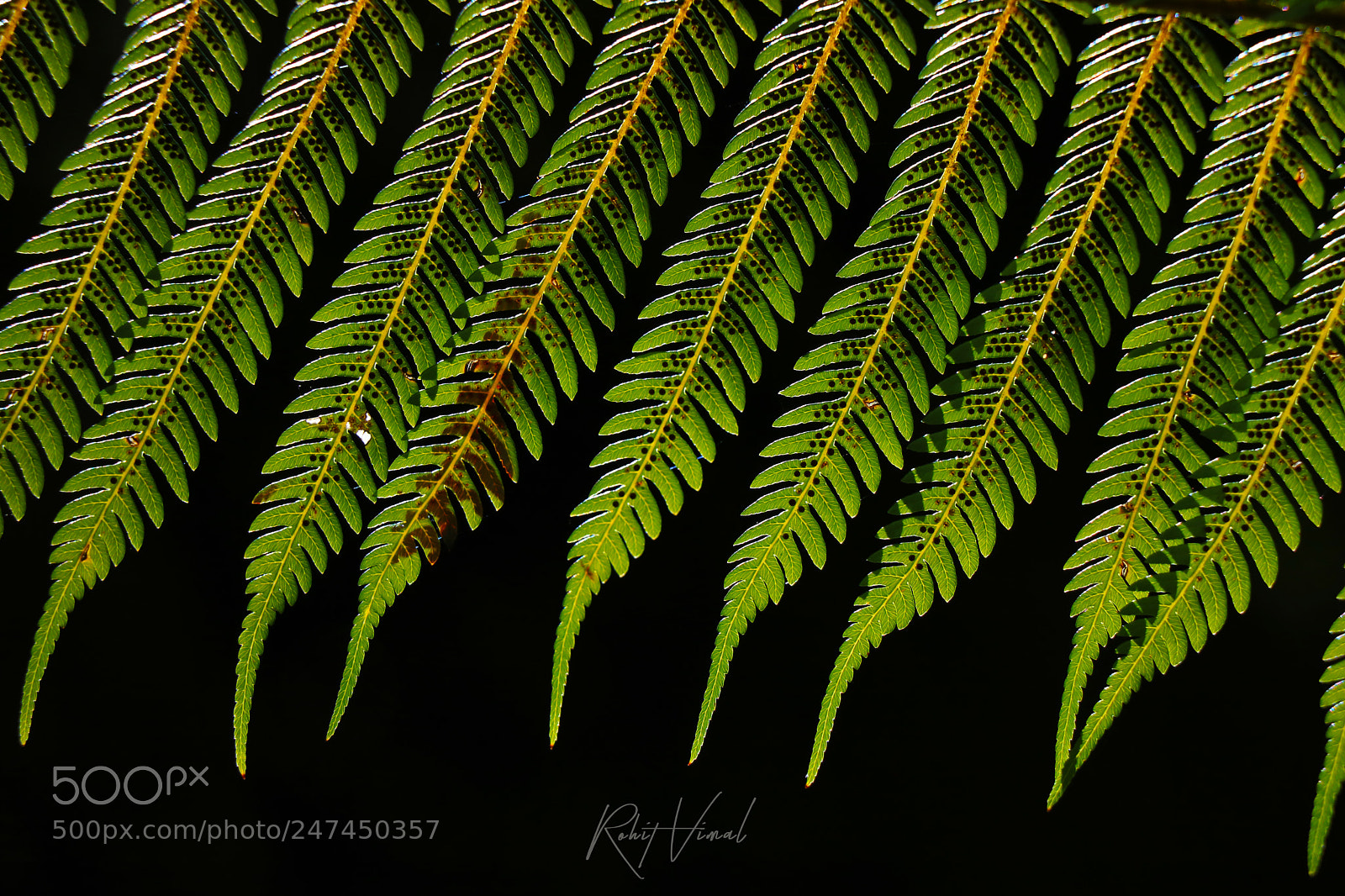 Canon EOS 750D (EOS Rebel T6i / EOS Kiss X8i) sample photo. Fern photography