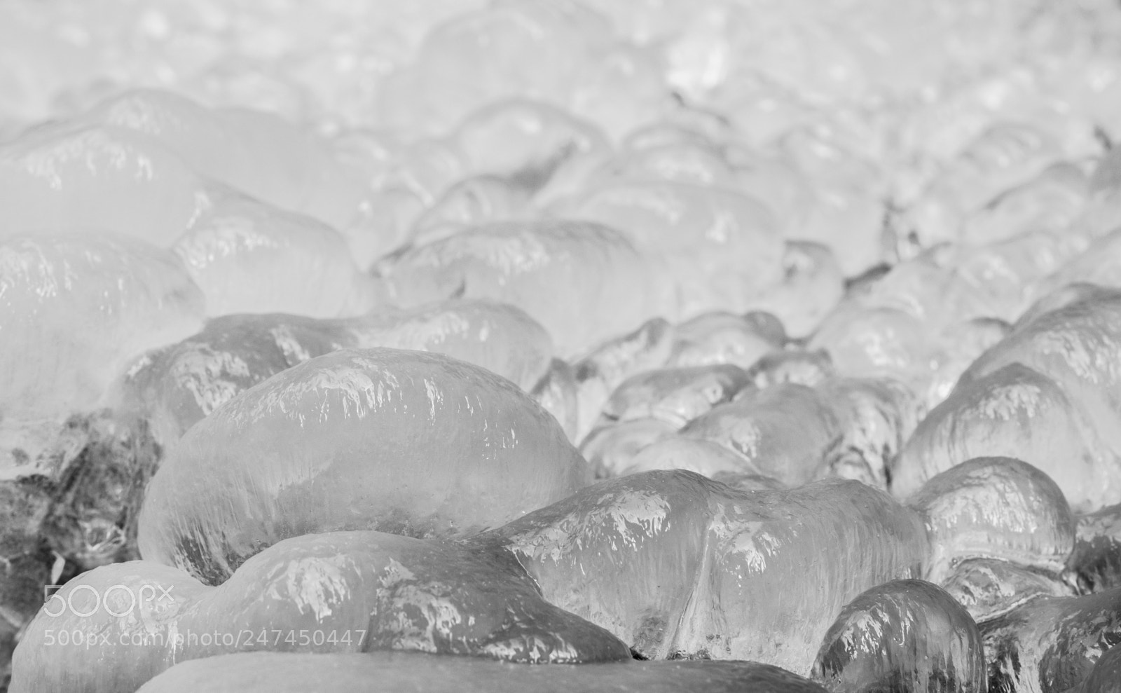 Fujifilm X-T1 sample photo. Ice mushrooms photography