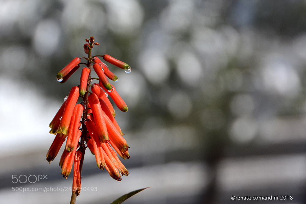 Nikon D5200 sample photo. Sfondo neve photography