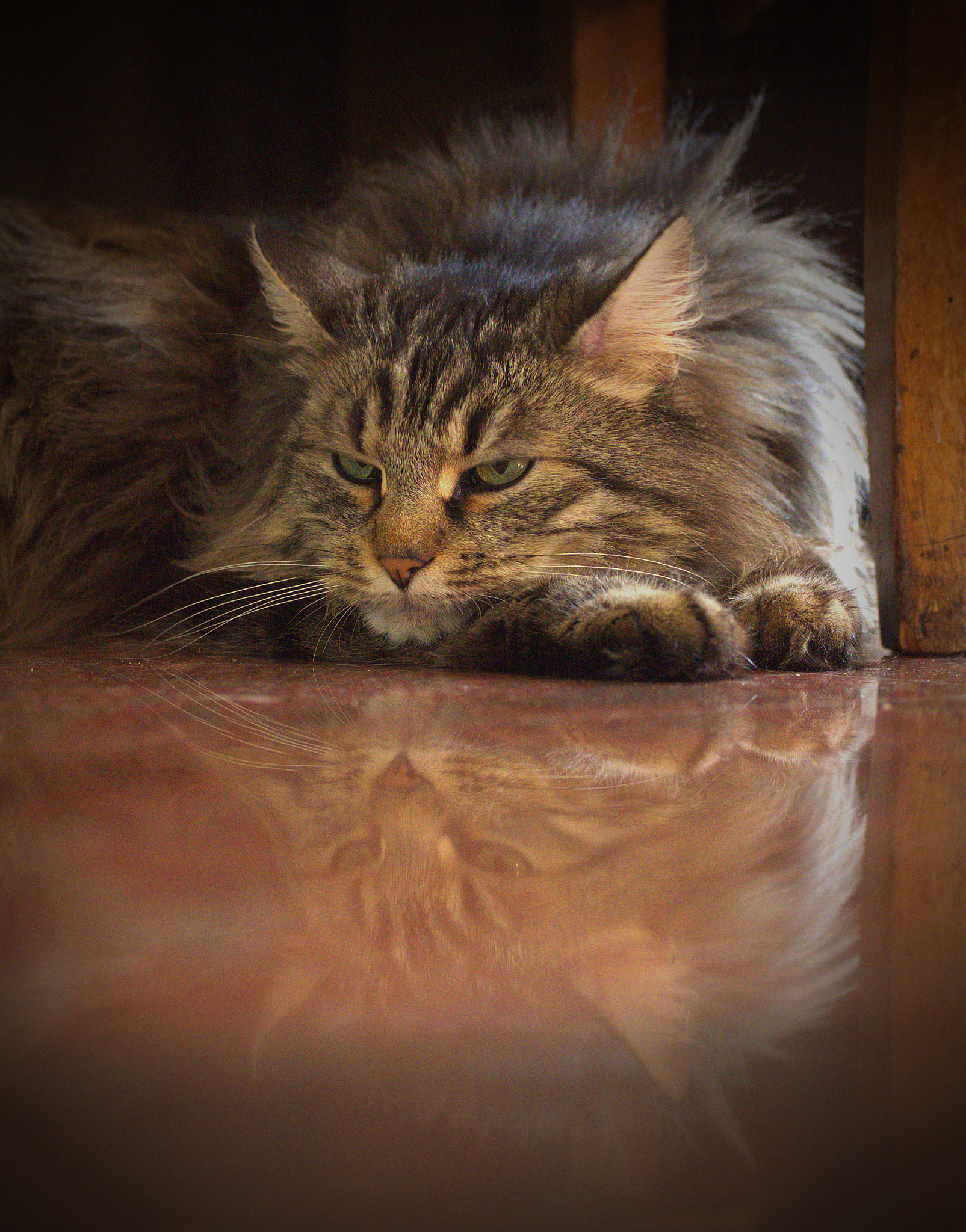 Nikon D7200 sample photo. Angry kitty photography