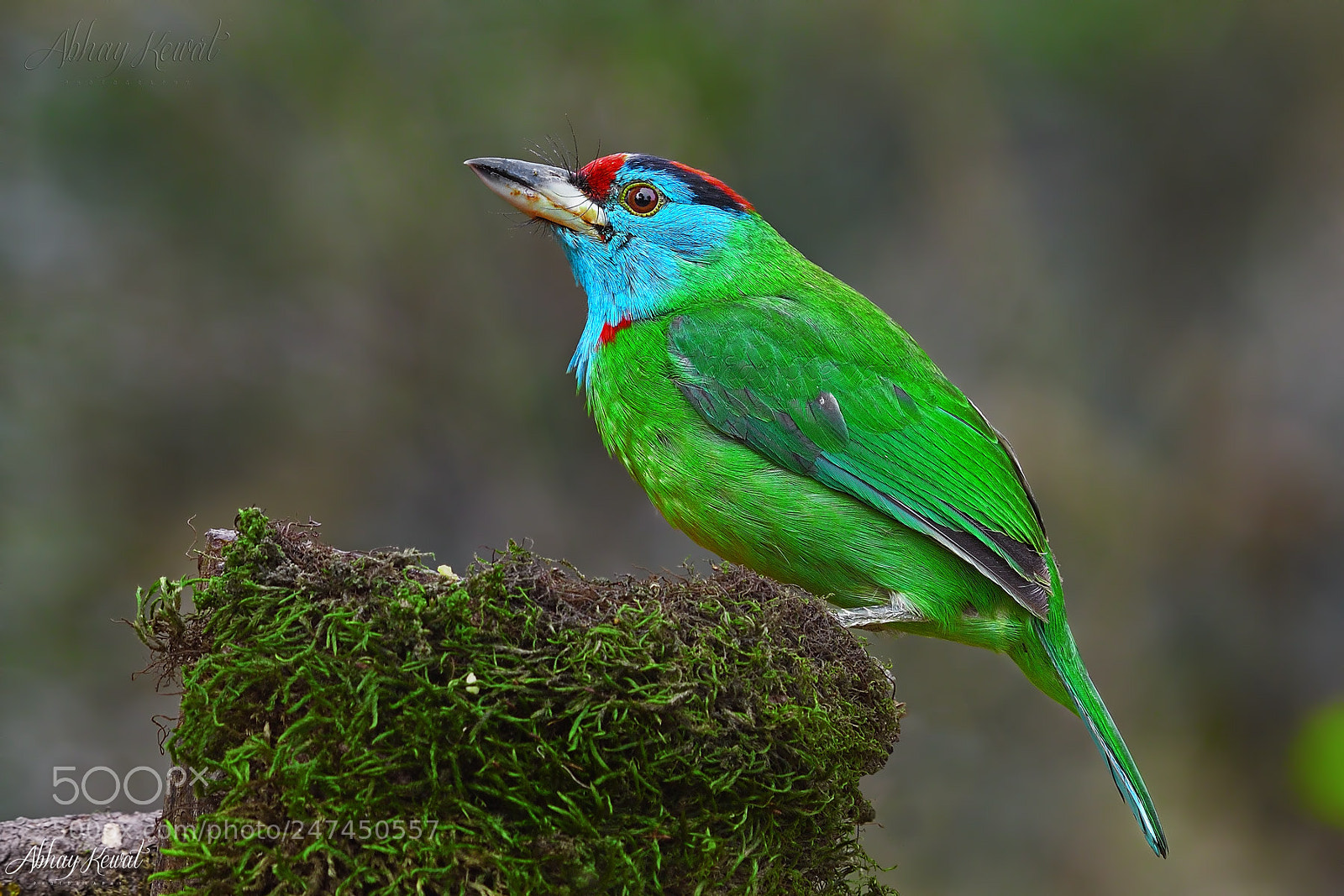 Nikon D500 sample photo. Blue-throated barbet photography