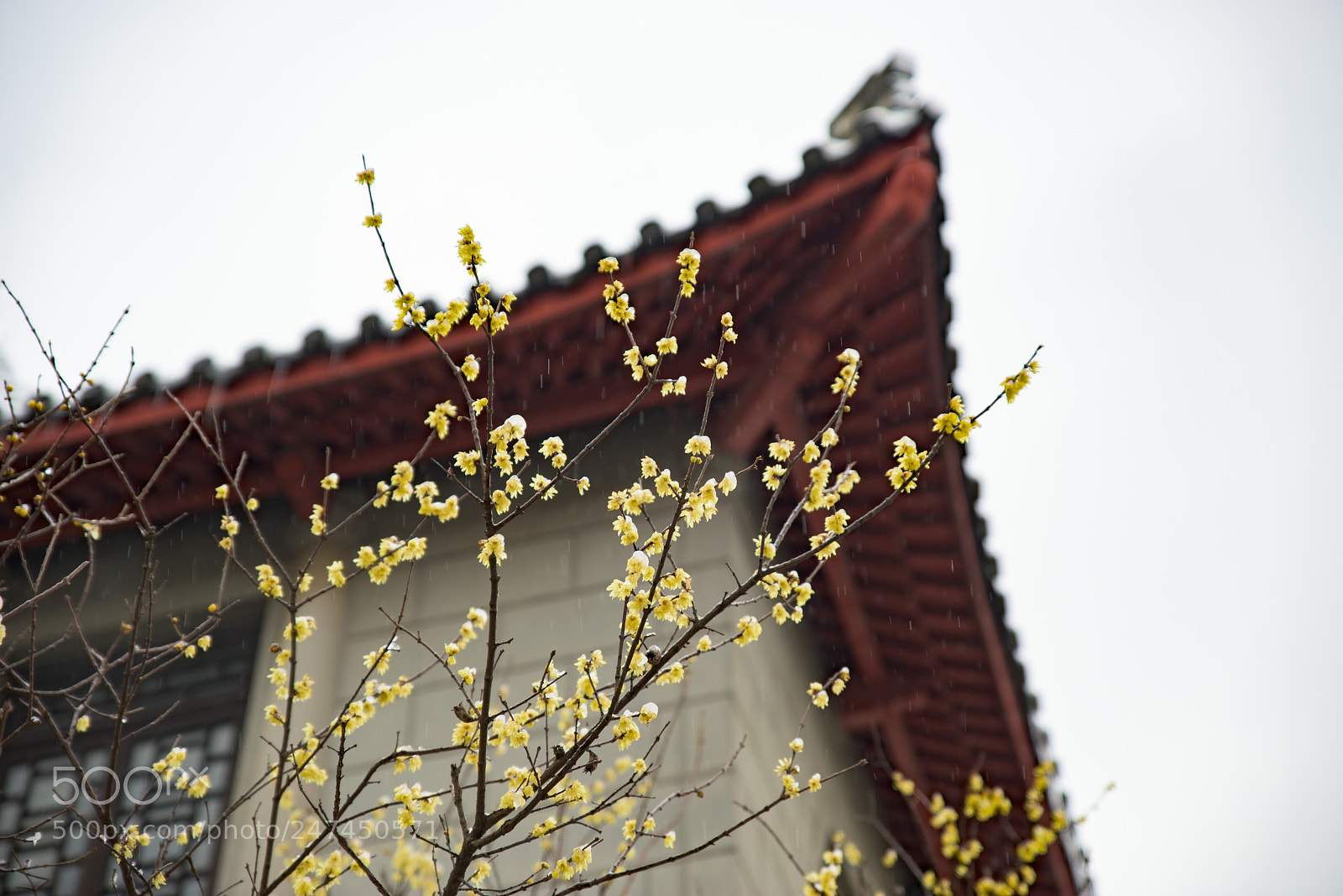 Nikon D810 sample photo. Untitled photography