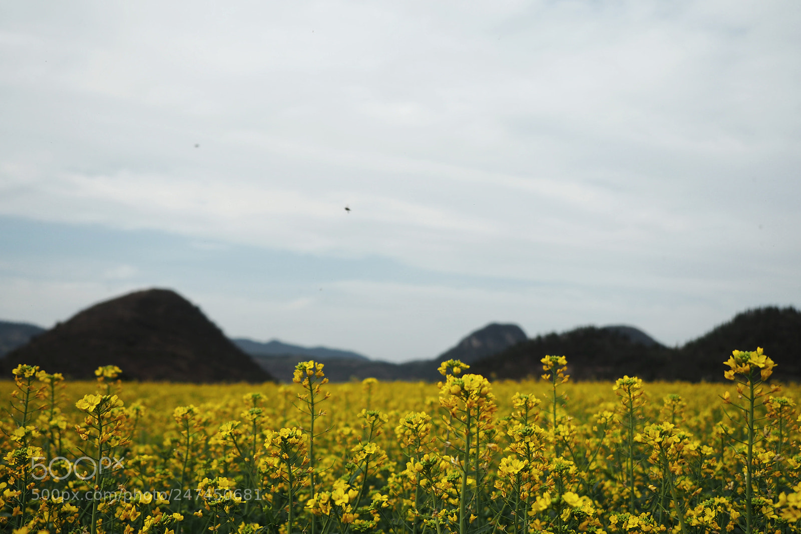 Olympus OM-D E-M5 II sample photo. Flower photography