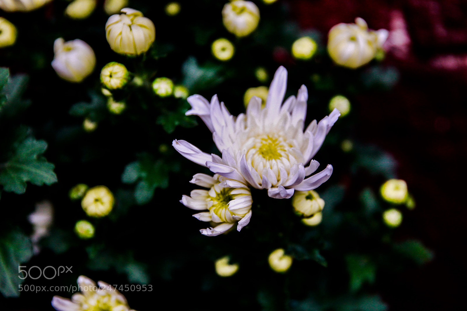 Canon EOS-1D Mark IV sample photo. Untitled photography