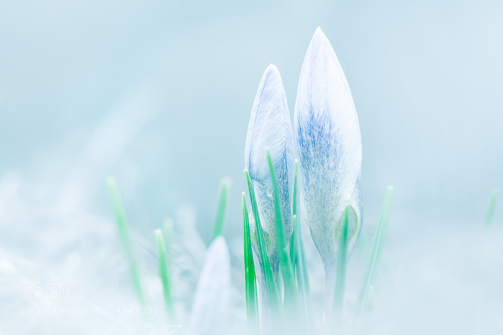 Canon EOS 650D (EOS Rebel T4i / EOS Kiss X6i) sample photo. Morning crocus photography