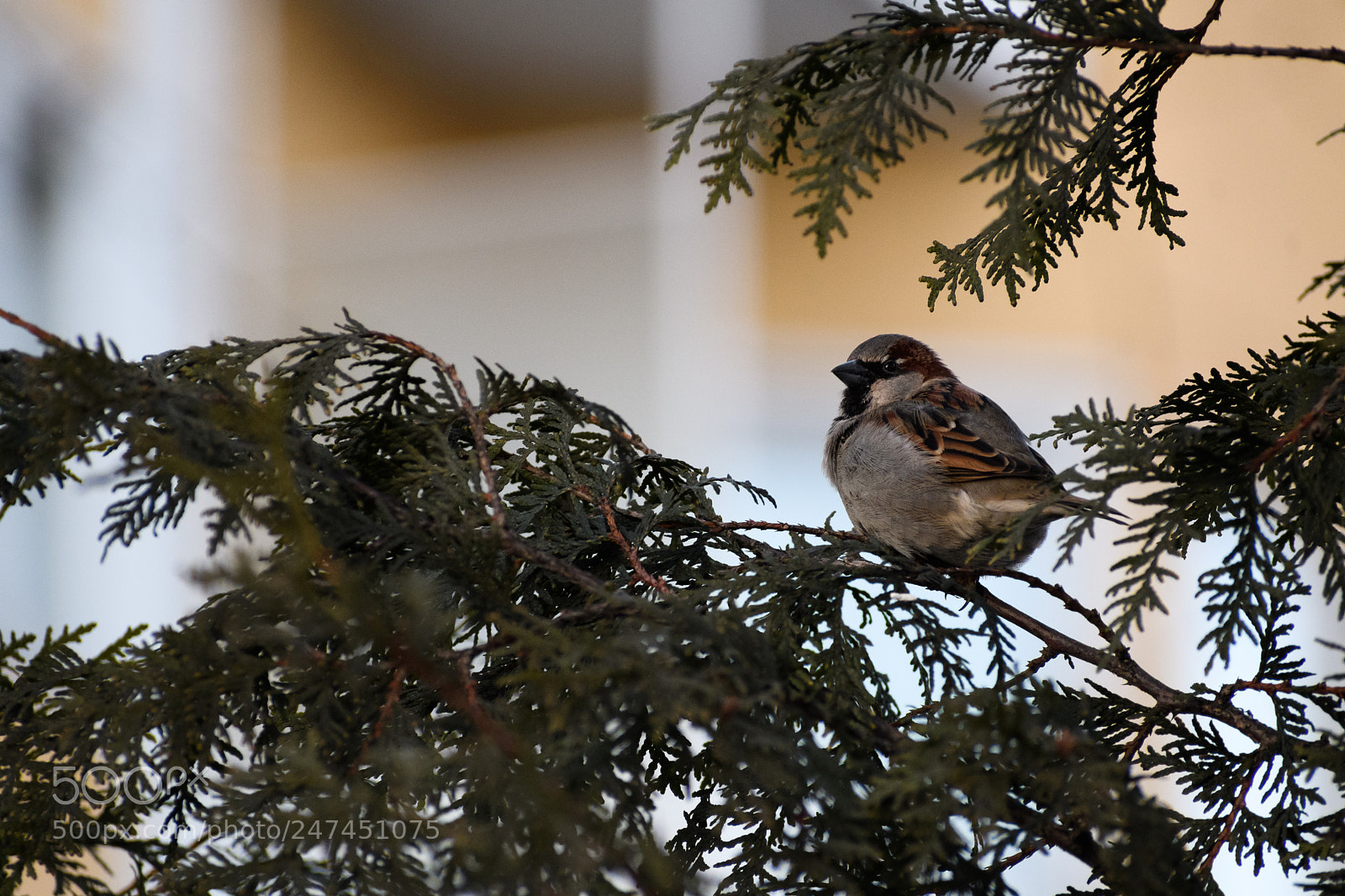 Nikon D500 sample photo. Citysparrow photography