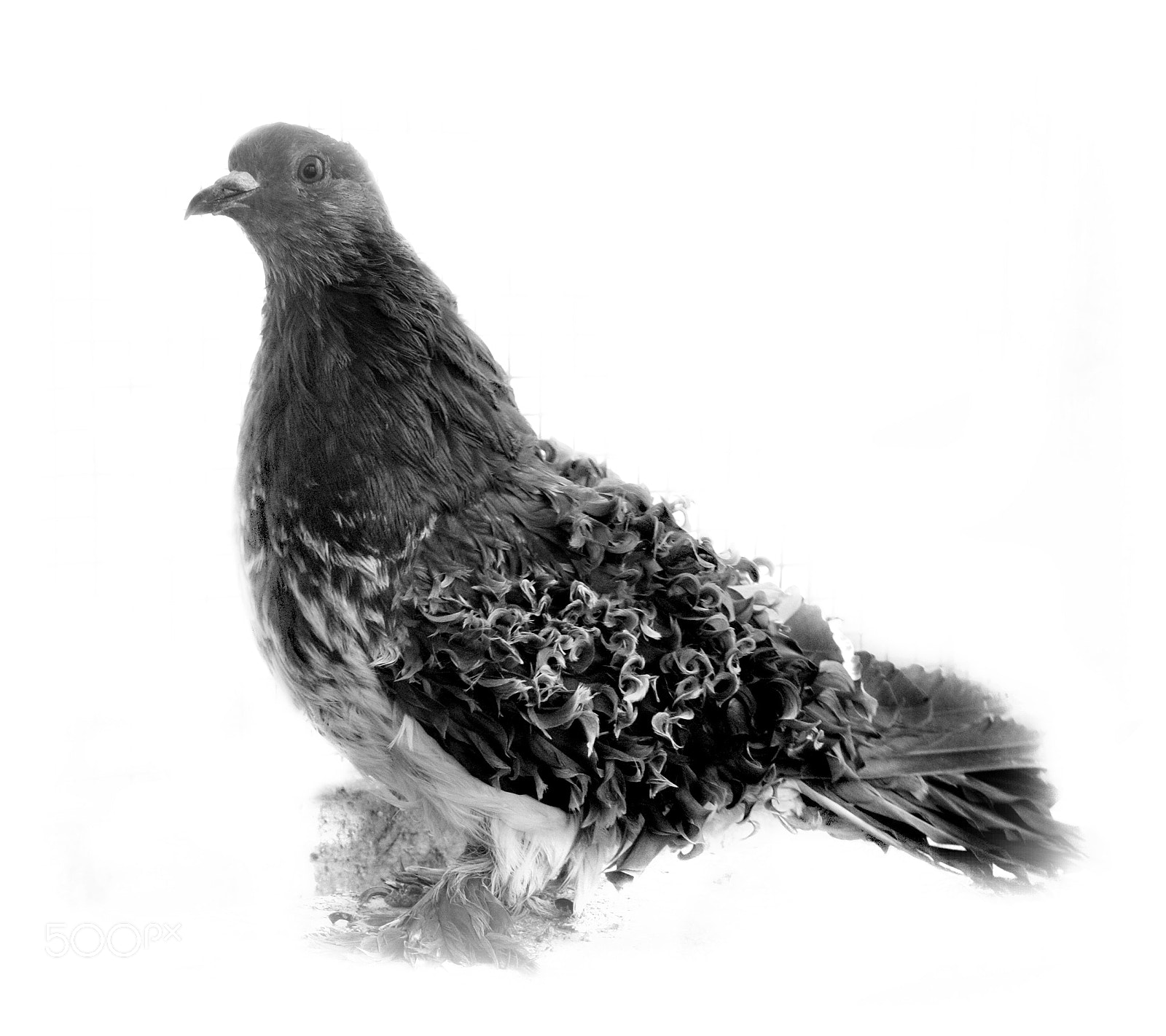Nikon D3000 sample photo. Frillback pigeon photography