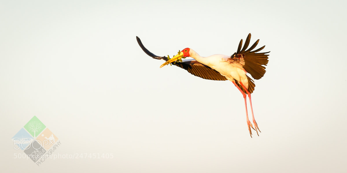 Canon EOS 7D Mark II sample photo. African wildlife photography