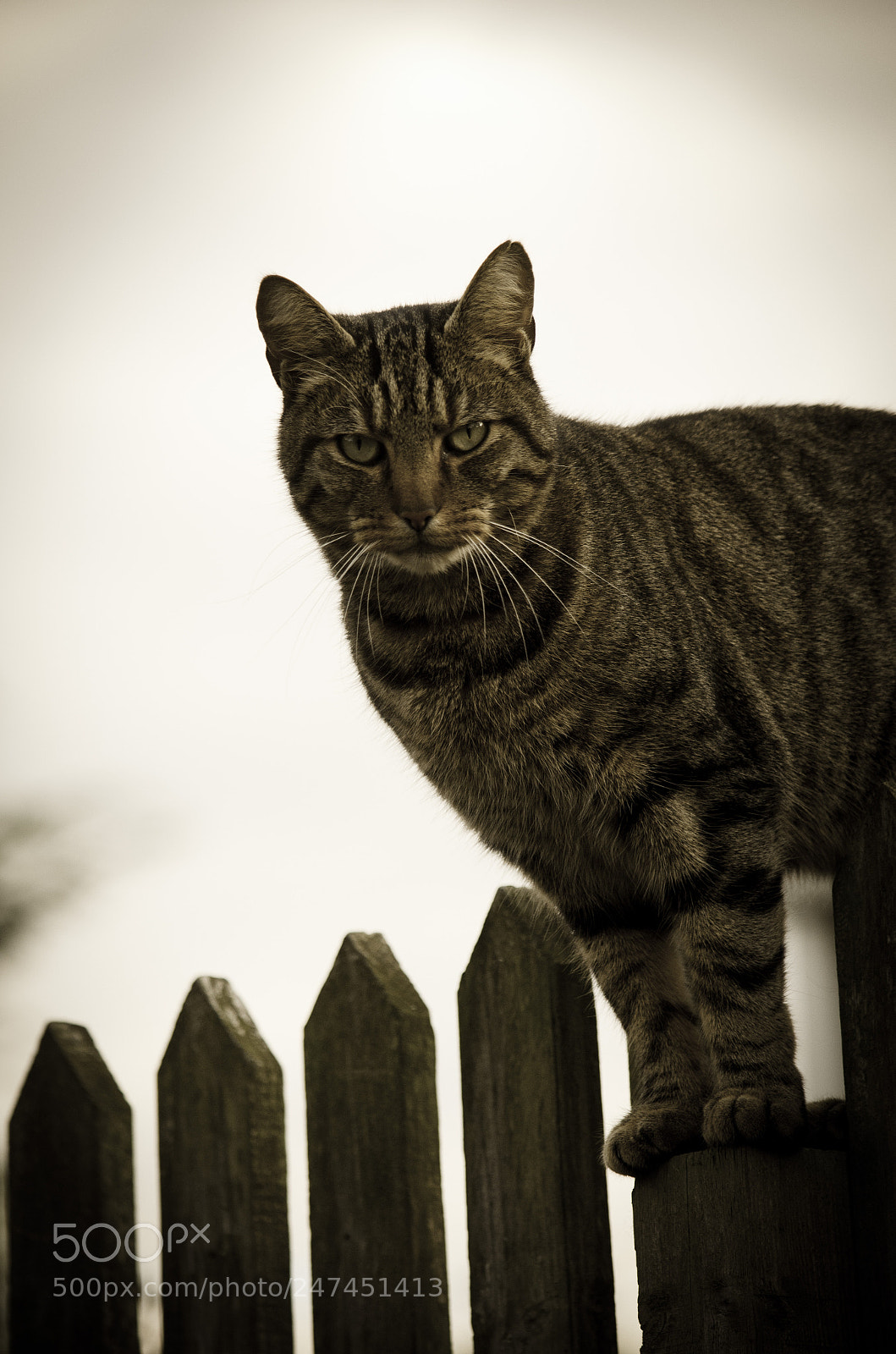 Nikon D5100 sample photo. Cederic photography